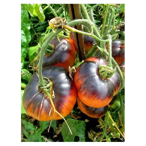 Black Orange Tomato Seeds for Planting [neera-v5-6fb8d2a578385816beb8]