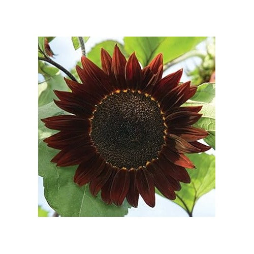 Burgundy Sunflower For Planting Rich Dark Blooms Ideal For Gardens Cut Flowers Flower Seeds for [neera-v5-6fbae314658fa9f90057]
