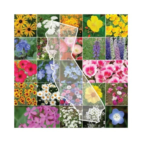 Calinia Wildflower Mix Fresh This Year Heirloom Non Gmo Flower Seeds Home Garden [neera-v5-6fcc68f65bbef557fb99]