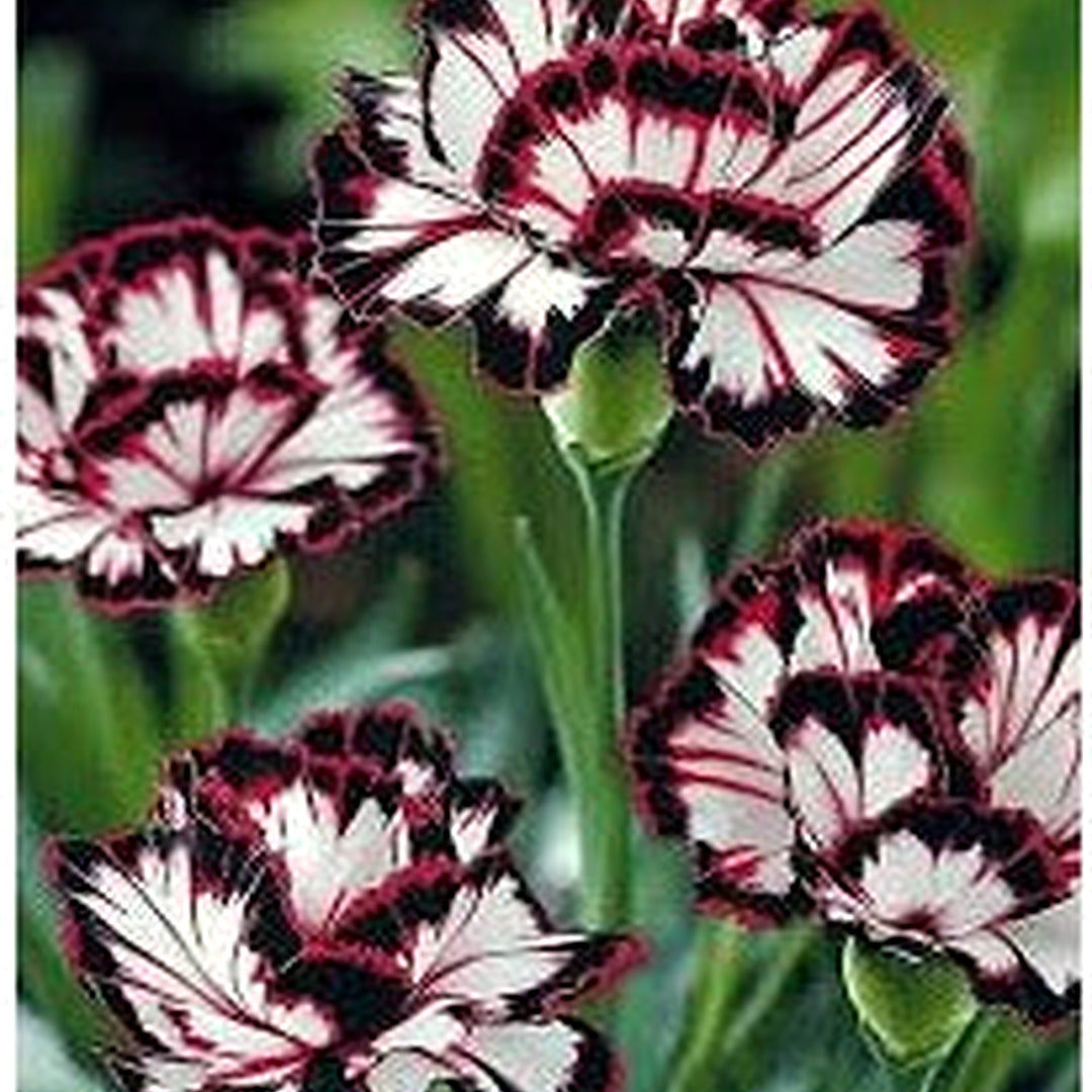 Heirloom Non-GMO Maroon White Carnation Flower Seeds for Planting [neera-v5-6fd016d83725010d0edc]