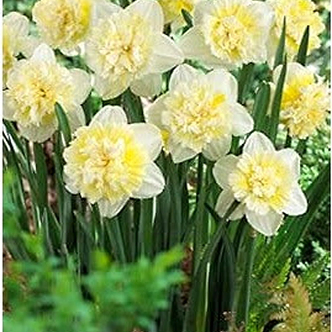 Organic Heirloom Lime Green Double Narcissus Flower Seeds [neera-v5-6fd559c125375e907dc5]