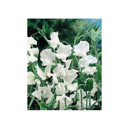 Heirloom Non Gmo Sweet Pea Jilly Flower For Planting Fragrant Climbing Blooms Flower Seeds for Home [neera-v5-6fd84f00e1eabecd1de6]