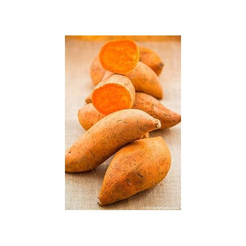 Heirloom Deep Orange Sweet Potato Vegetable Seeds [neera-v5-6fd8c511d7248b5669b7]
