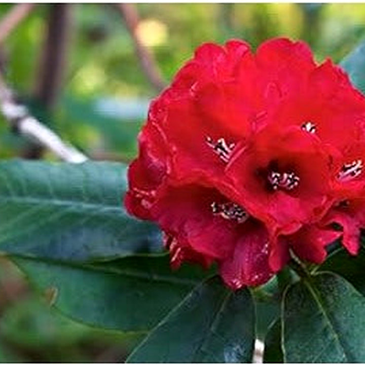Heirloom Red Rhododendron Flower Seeds, Non-GMO Vibrant Blooms for Planting [neera-v5-6fdaab4dcd9d05fadae8]