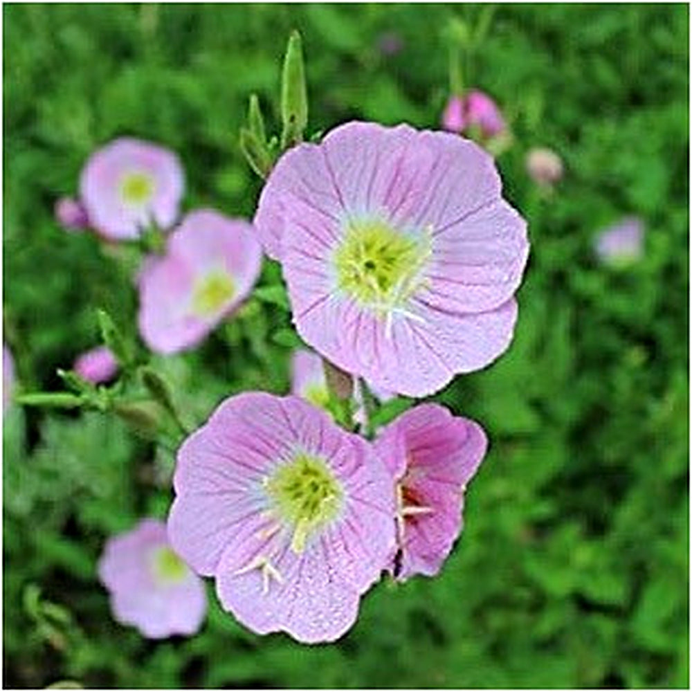 Purple Primrose Flower Seeds [neera-v5-6fdd2b30829095f7decc]
