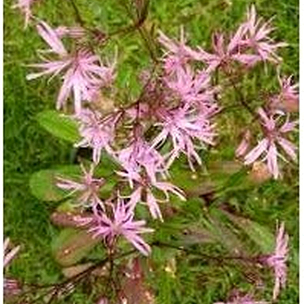 Heirloom Non-GMO Lychnis Flos-Cuculi Flower Seeds for Planting [neera-v5-6fe160c69b8691944581]