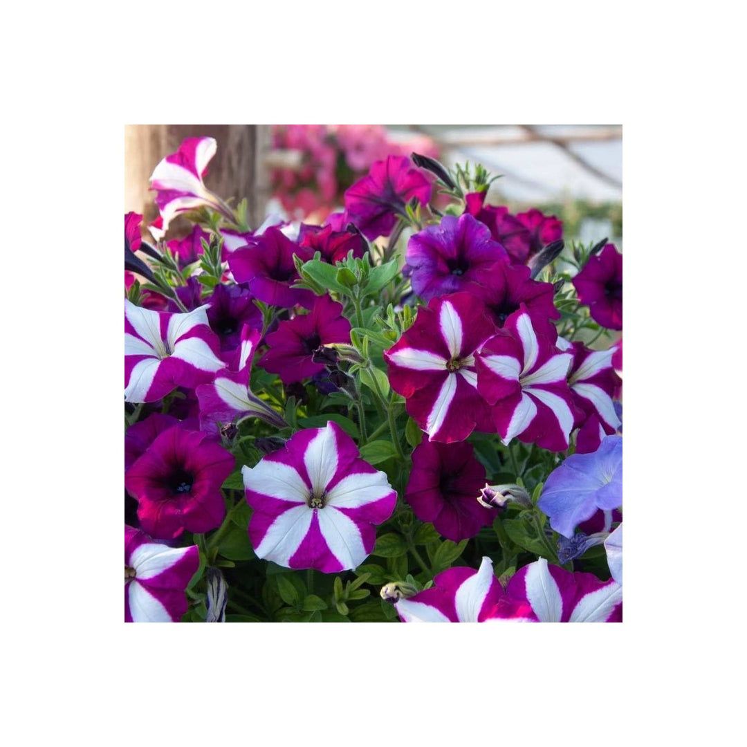 Petunia Petunia Hybrida Neri Flower For Vertical Garden Planting Flower Seeds for Home Garden [neera-v5-6fe350120244a80ba58a]