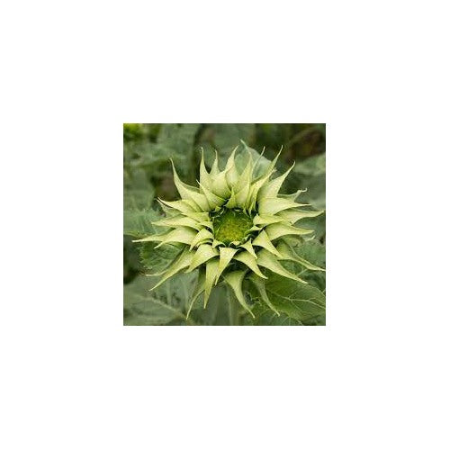 Green Sunflower For Planting Grow Unique Sunflowers In Your Garden Non Gmo Easy To Grow Flower [neera-v5-6feaeb2adc5b8f765767]