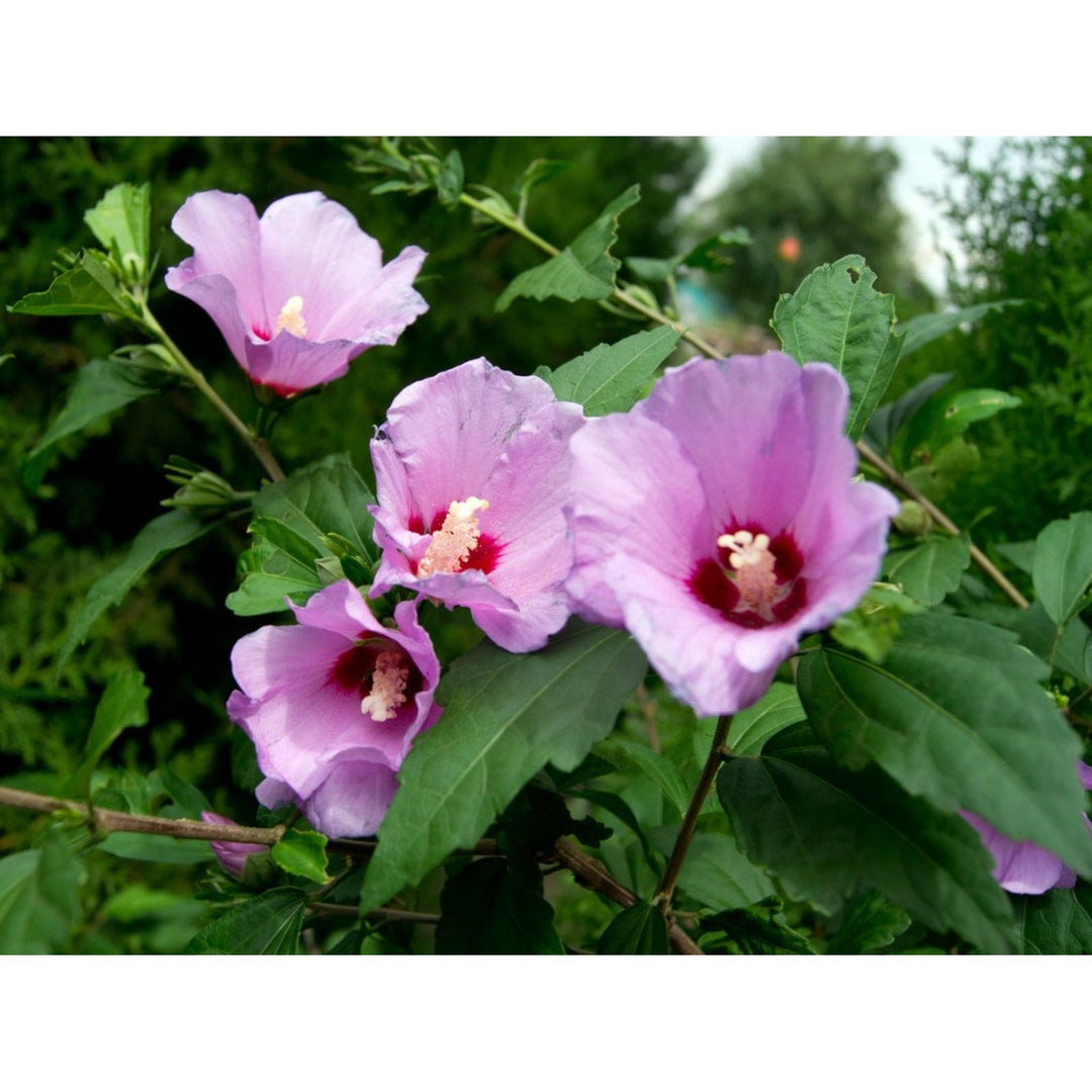 Rose Of Sharon Hibiscus Syriacus Rosa Flower For Planting In Backyard Garden Or Privacy Borders [neera-v5-7008d37b447fc0995012]