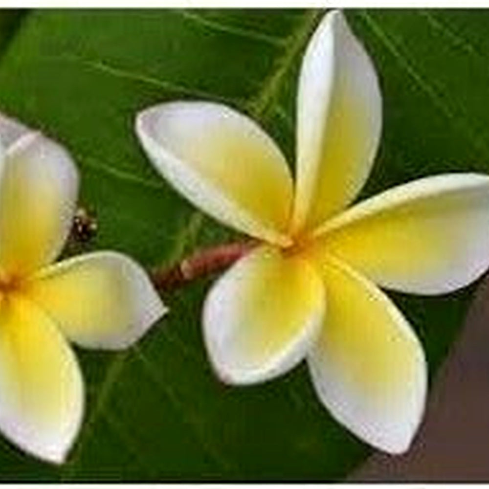 Frangipani Flower Seeds [neera-v5-7009e33d481e7a08609a]