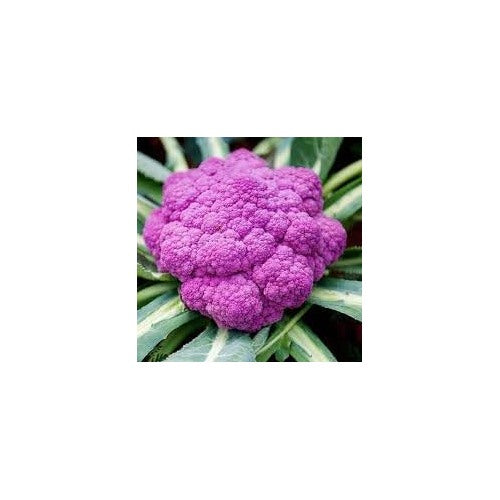 Pink Broccoli Seeds for Planting [neera-v5-700c6bbb562117909a9b]