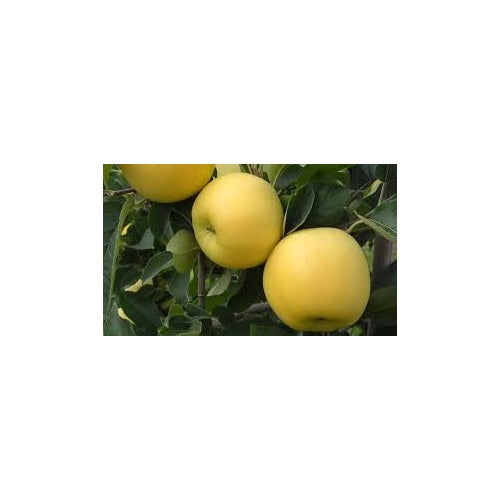 Opal Yellow Apple Seeds [neera-v5-700d34cd50fe11182ff4]