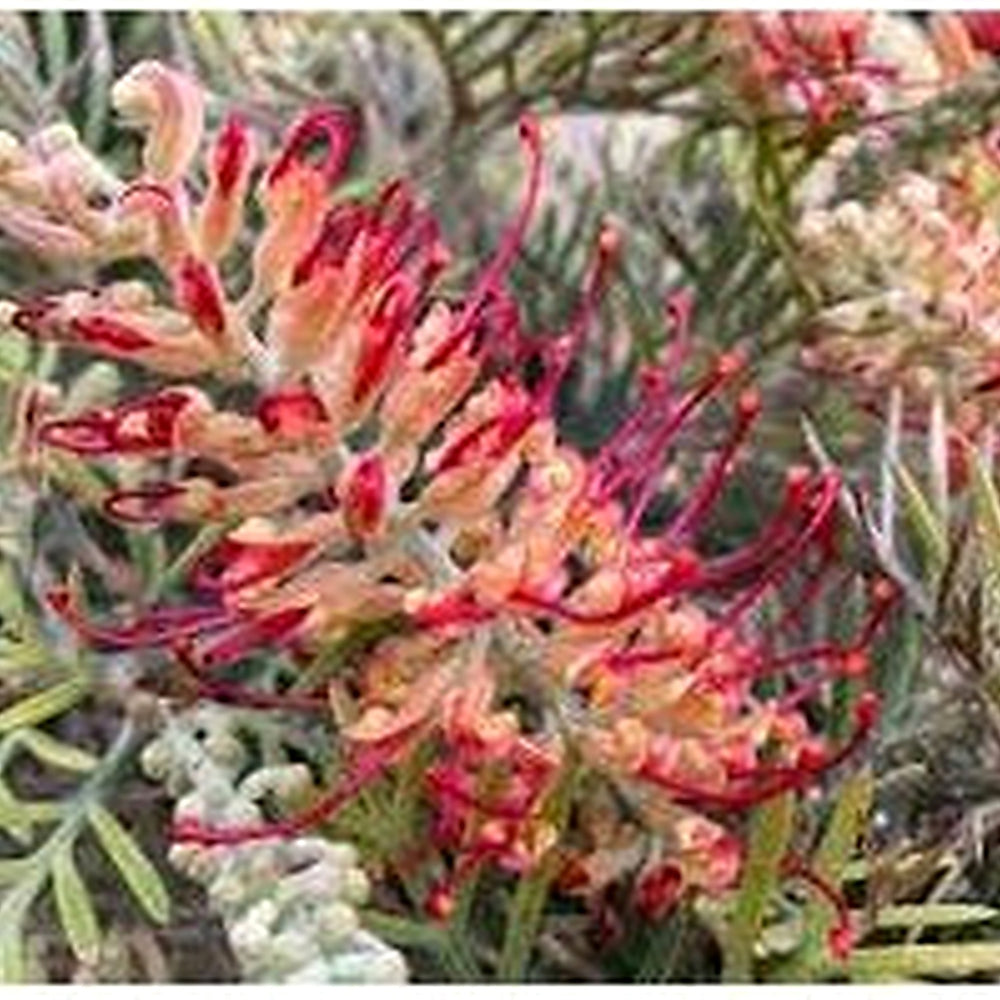 Mixed Grevillea Flower Seeds for Planting [neera-v5-700f498bfb7adb88bf39]