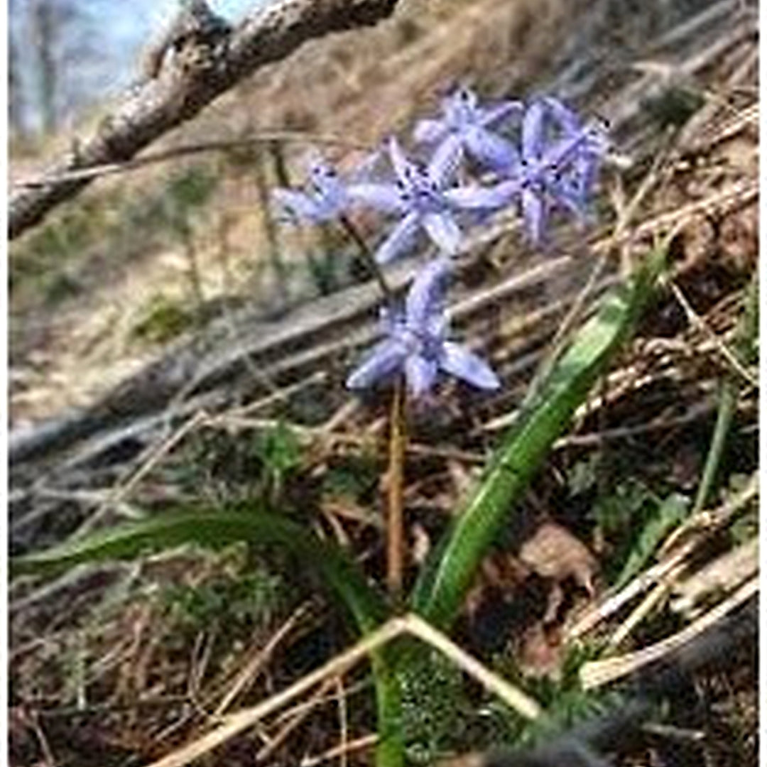 Scilla Bifolia Flower Seeds for Planting [neera-v5-702531f3eceddbe94ce3]