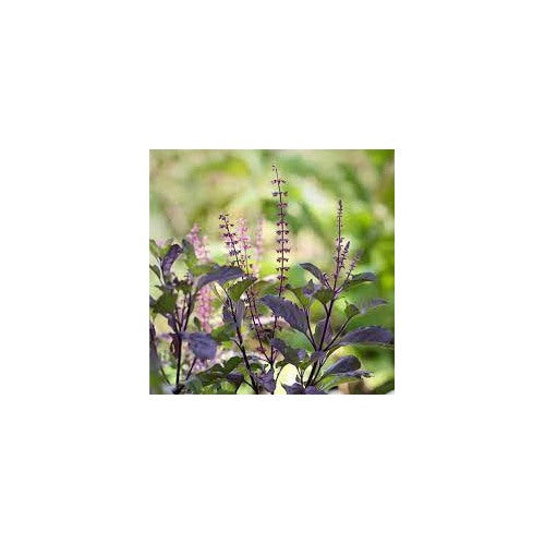Basil Scented Flower Seeds for Planting [neera-v5-702730f5e44a8b6384f8]
