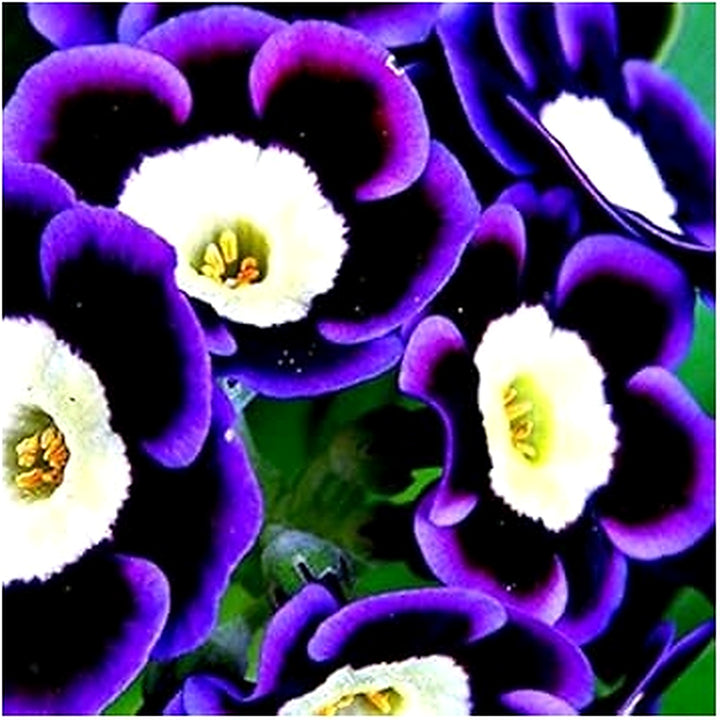 Blue Phantom Petunia Flower Seeds for Planting [neera-v5-7029c2c776da6fb73523]