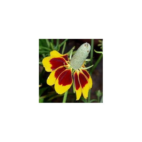 Heirloom Non-GMO Ratibida Columnifera Flower Seeds for Planting [neera-v5-702e682e57ac36237bb9]
