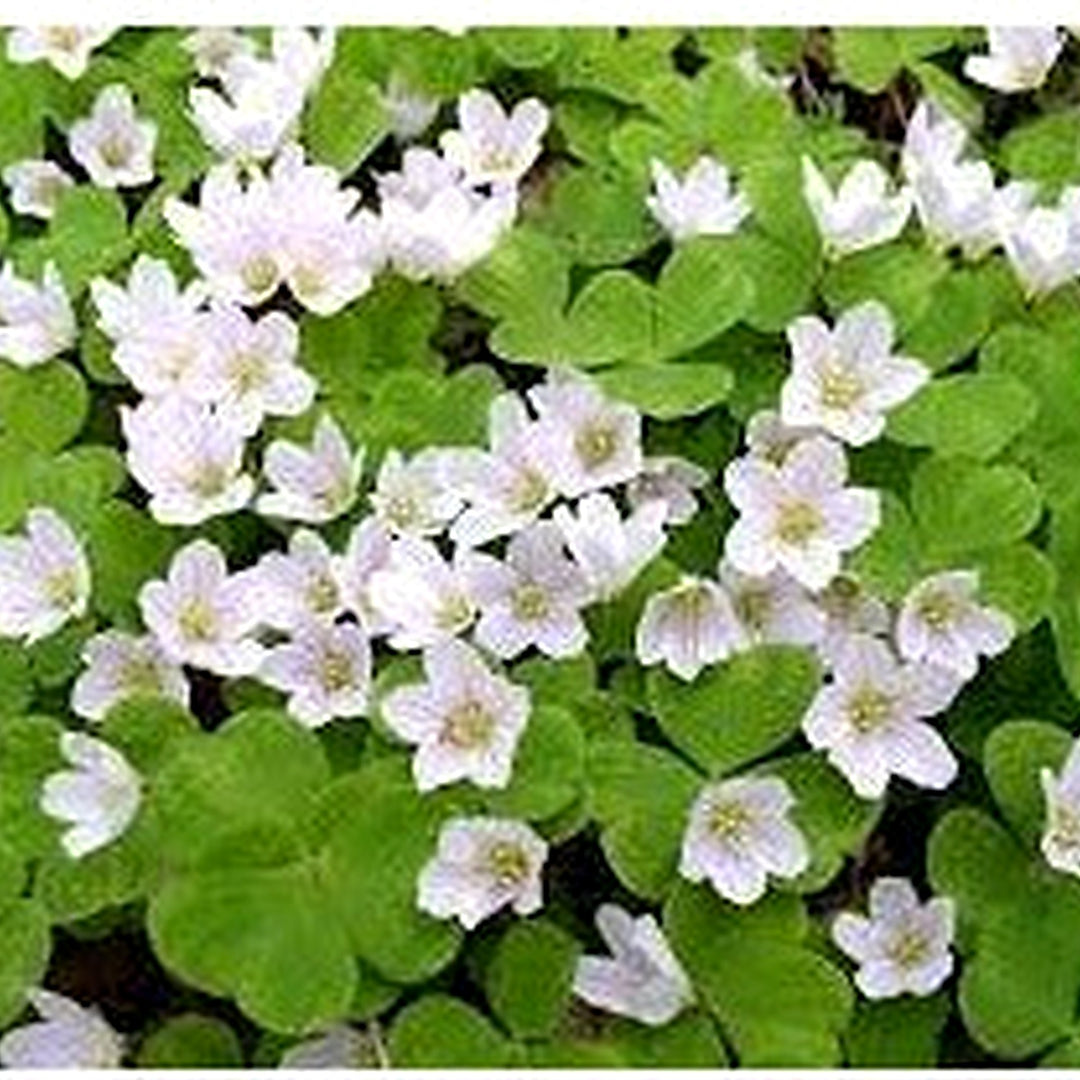 Oxalis Acetosella Flower Seeds for Planting [neera-v5-70348f4685fda0ee8fac]