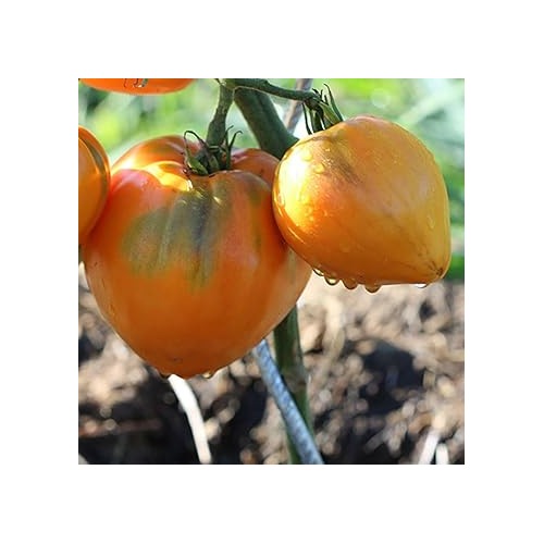 Oxheart Tomato Seeds for Planting [neera-v5-703affdc63205037b6e6]