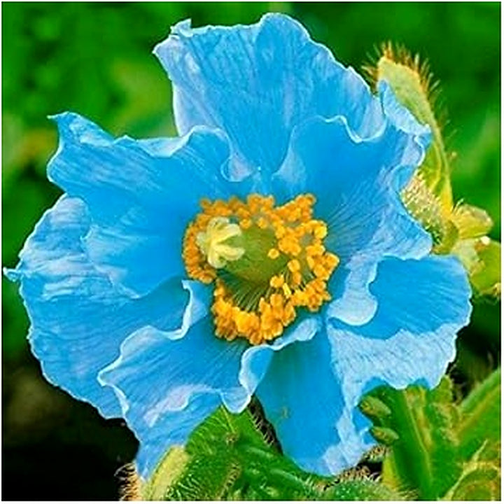 Organic Heirloom Non-GMO Blue Flower Seeds for Planting [neera-v5-703f5d3a5d6257f1579a]