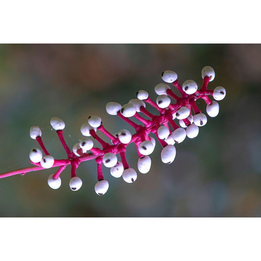 Actaea Pachypoda Flower Heirloom Non Gmo For Unique Woodland Garden Planting Flower Seeds for Home [neera-v5-7048d8dc6090c782e383]