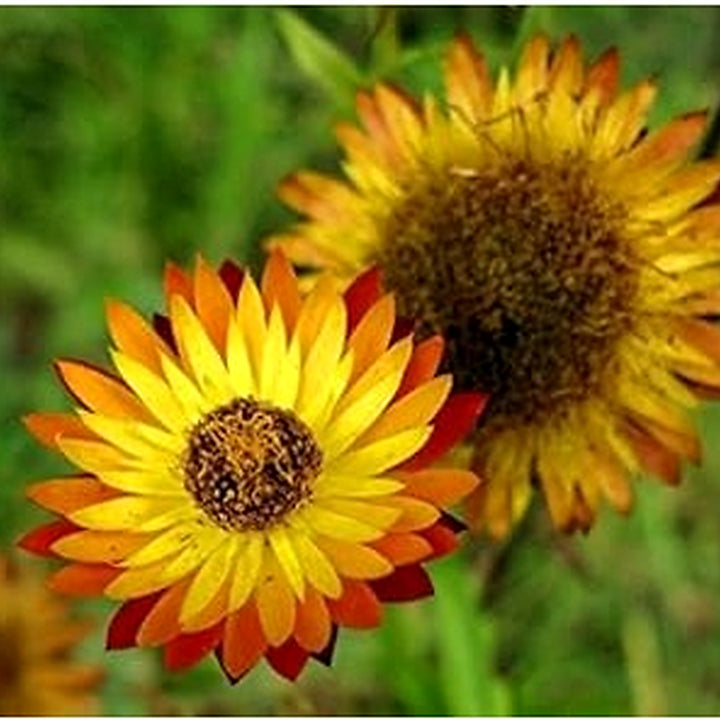 Heirloom Non-GMO Yellow Orange Straw Flower Seeds for Planting [neera-v5-7049cbe033b4e26ed92a]