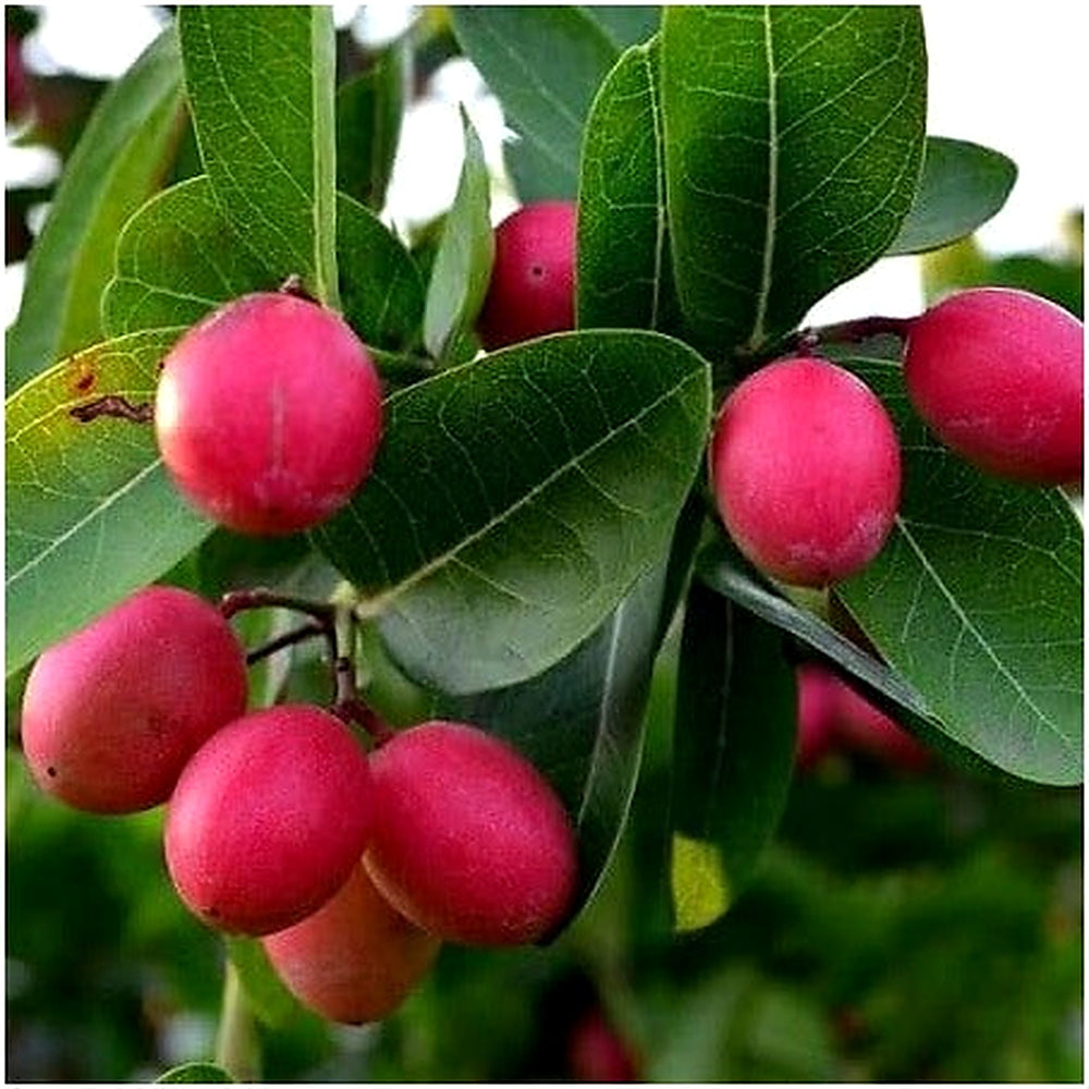 Carissa Carandas Lime Berry Fruit Seeds for Planting [neera-v5-704ae3919f8dd8c7bf21]