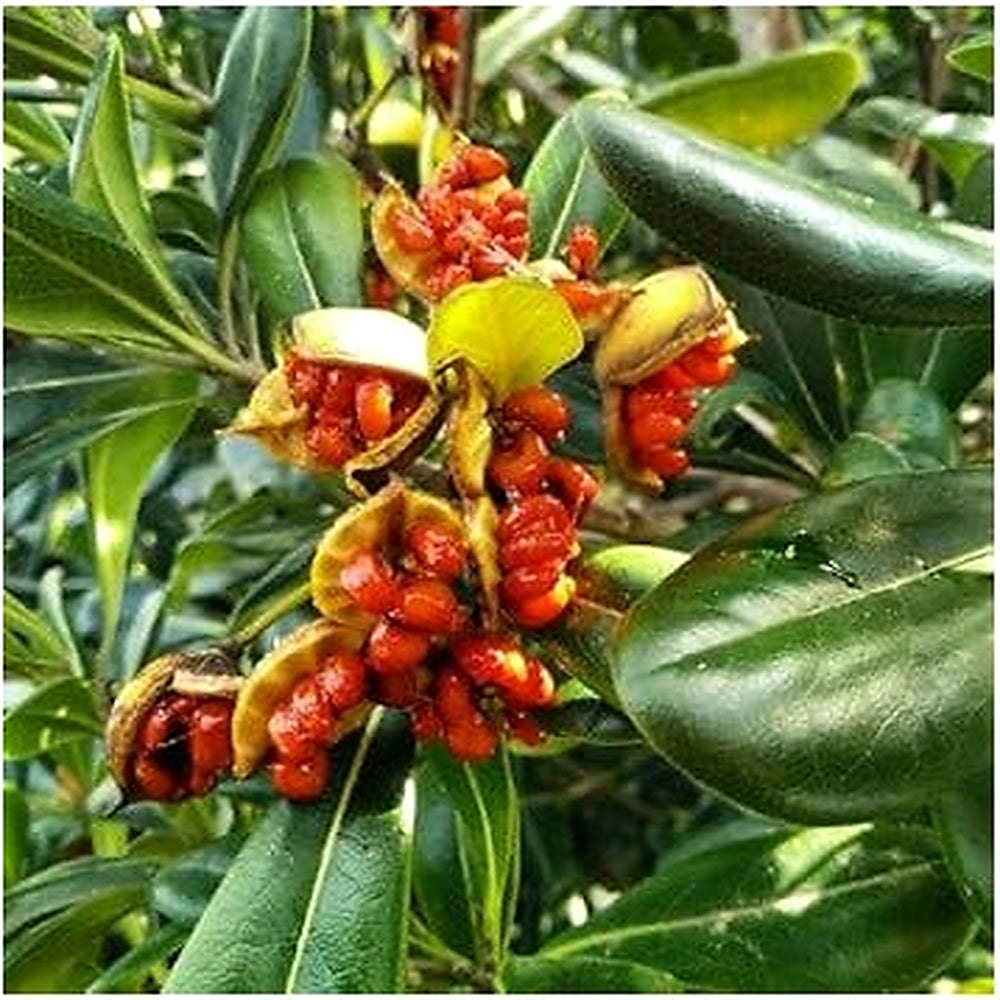 Pitosforo (Pittosporum Tobira) Fruit Seeds for Planting [neera-v5-7052b7854e7a9e46b242]