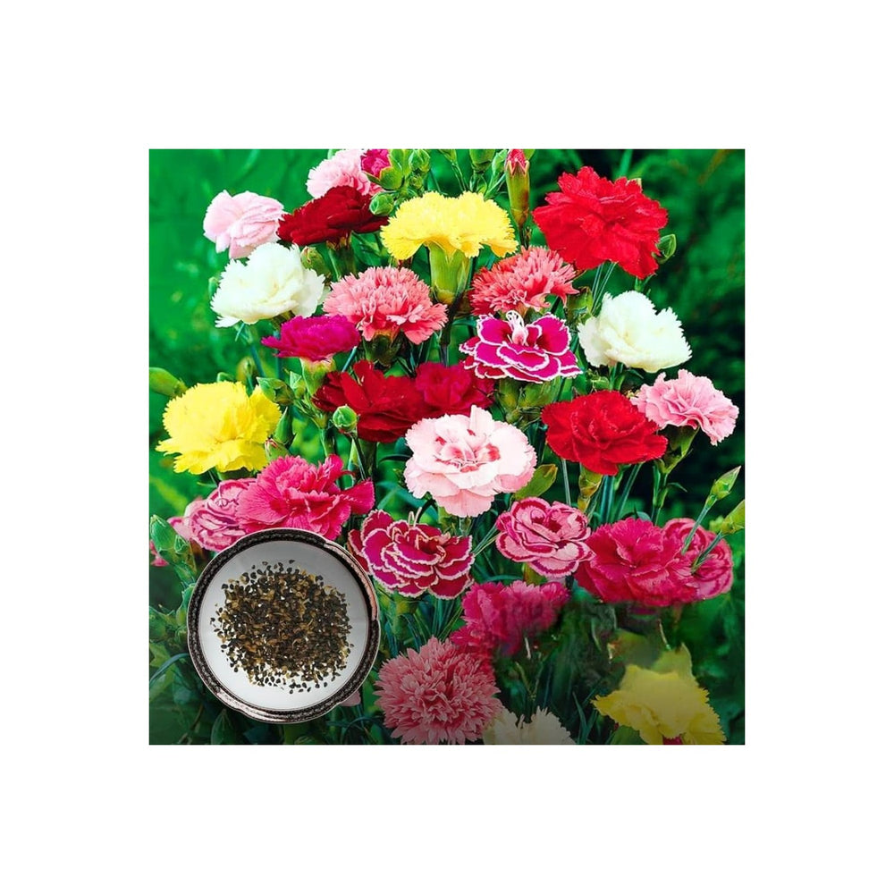 Carnation Dianthus Caryophyllus Flower For Backyard Garden And Seasonal Floral Beds Flower Seeds [neera-v5-7056b8d9d3c6e0e69d9c]