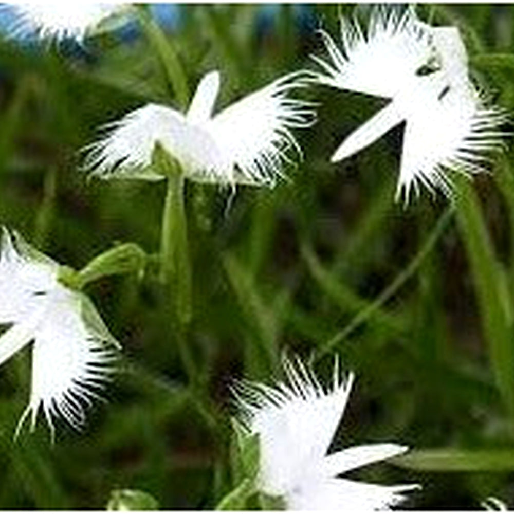 Heirloom Non-GMO Egret Dove Orchid Flower Seeds for Planting [neera-v5-706047e08926b4bc2bad]