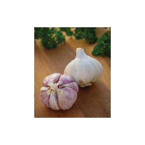Light Purple Garlic Seeds for Planting [neera-v5-7071b06a4951e5b7ceae]