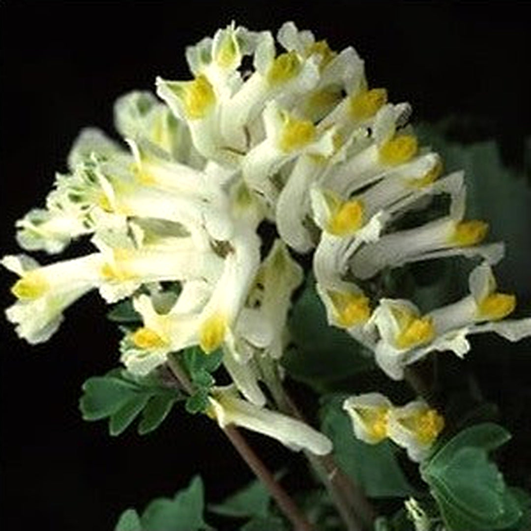 Organic Heirloom Non-GMO Corydalis Solida Seeds for Planting [neera-v5-707474a6b165fba8dd76]