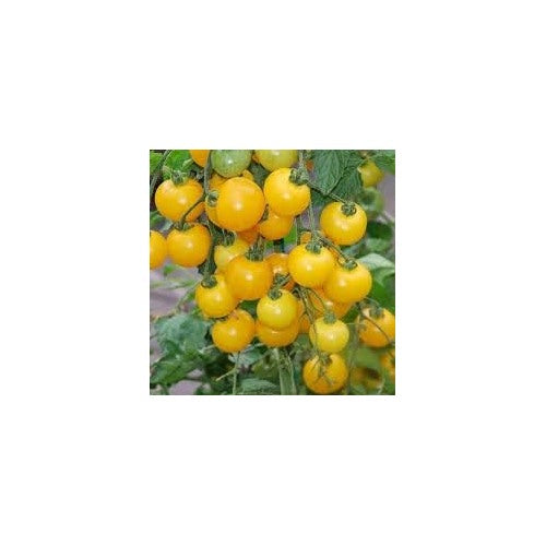 Heirloom Non-GMO Yellow Tomato Seeds for Planting [neera-v5-707b59a63878a6c4a350]