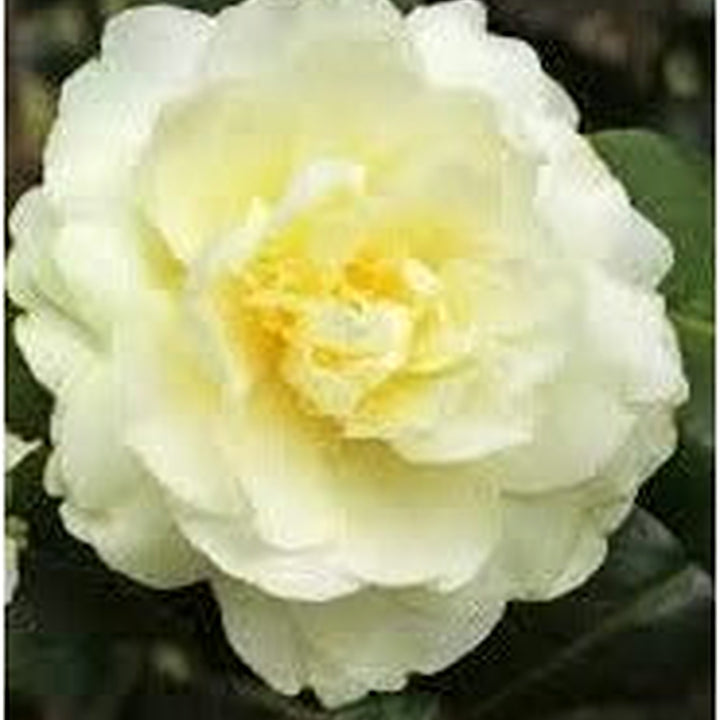 Organic Heirloom Light Yellow Camellia Flower Seeds [neera-v5-7083cc2e77d96c2e5dc7]