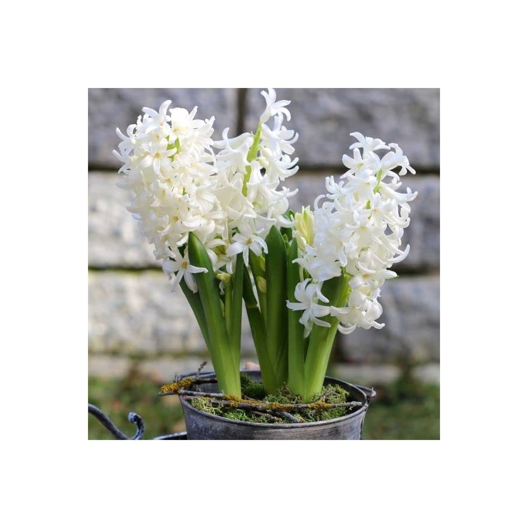 White Hyacinthus Orientalis Flower Planting Non Gmo Flower Seeds Home Garden Planting, [neera-v5-70849f4c5c52e91fbe64]