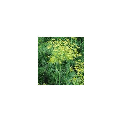 Vierling Dill Herb Seeds for Planting [neera-v5-7090467d88689ce55825]