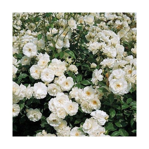 White Creeper Rose Plant Seeds for Planting Non-GMO Heirloom Garden Seeds for Home and Outdoor Growing [neera-v5-70a2d4788784f61c3b46]