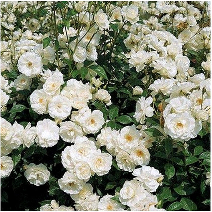 White Creeper Rose Plant Seeds for Planting Non-GMO Heirloom Garden Seeds for Home and Outdoor Growing [neera-v5-70a2d4788784f61c3b46]