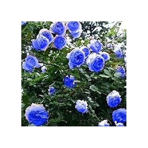 Sky Blue Climbing Rose Plant Seeds for Planting Non-GMO Heirloom Garden Seeds for Home and Outdoor Gardening [neera-v5-70bf2a76a617efc978a4]