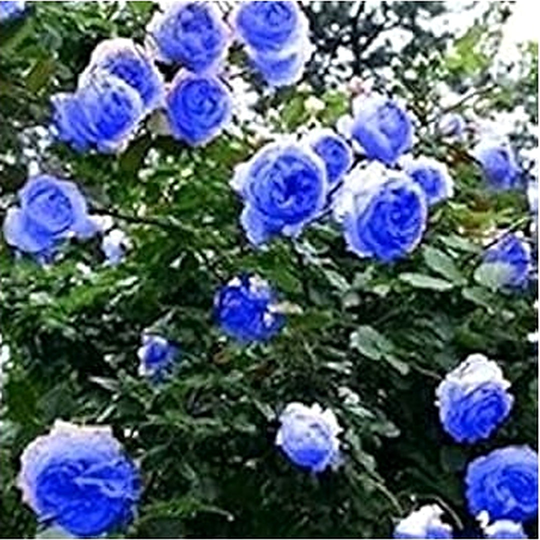 Sky Blue Climbing Rose Plant Seeds for Planting Non-GMO Heirloom Garden Seeds for Home and Outdoor Gardening [neera-v5-70bf2a76a617efc978a4]