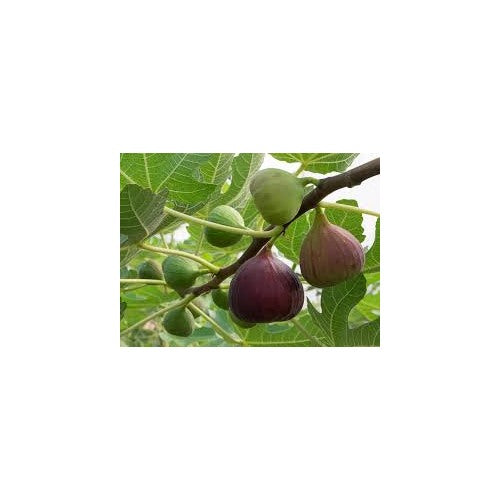 Sweet Fig Fruit Seeds for Planting [neera-v5-70c68b3e86dd7b5928ac]