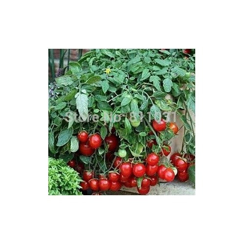 Heirloom Red Tomato Seeds for Planting [neera-v5-70c72637178dad3063ea]