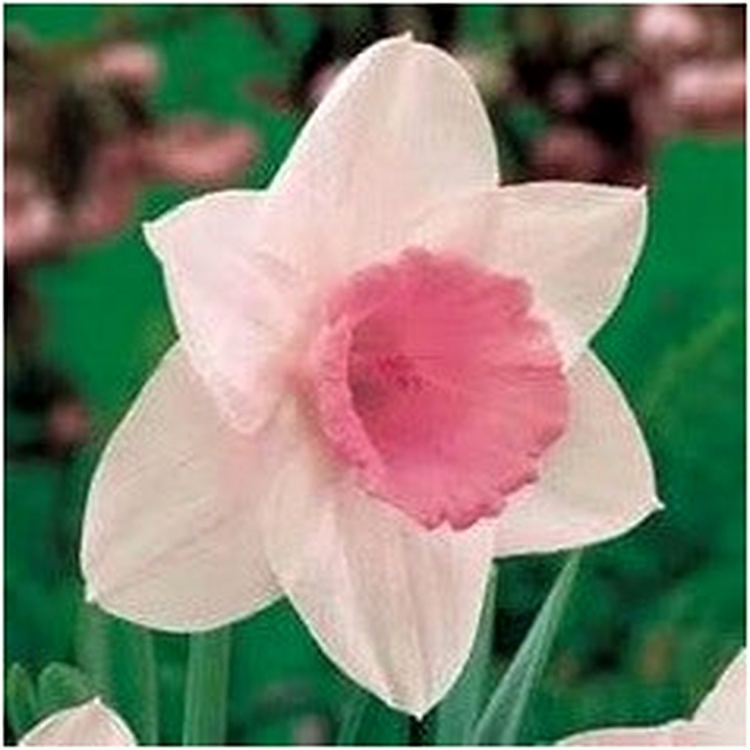 White Pink Daffodil Flower Seeds for Planting [neera-v5-70d36aecd07b829cc005]