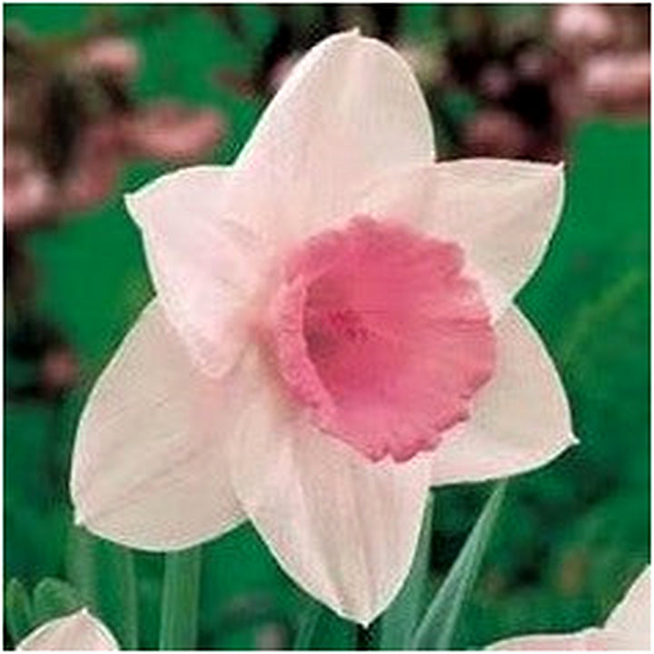 White Pink Daffodil Flower Seeds for Planting [neera-v5-70d36aecd07b829cc005]