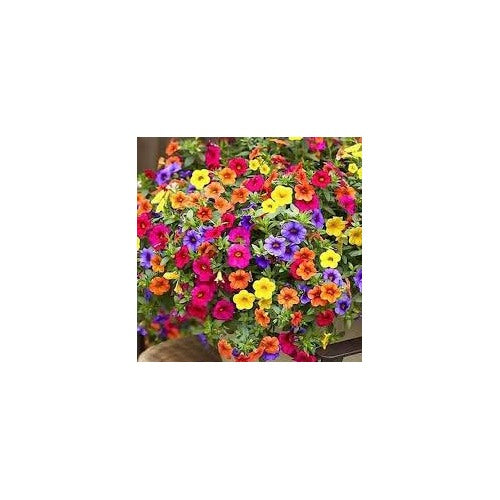 Mixed Hanging Petunia Flower For Planting Heirloom Non Gmo For Vibrant Garden Blooms Flower Seeds [neera-v5-70d7f7480604bf87931d]