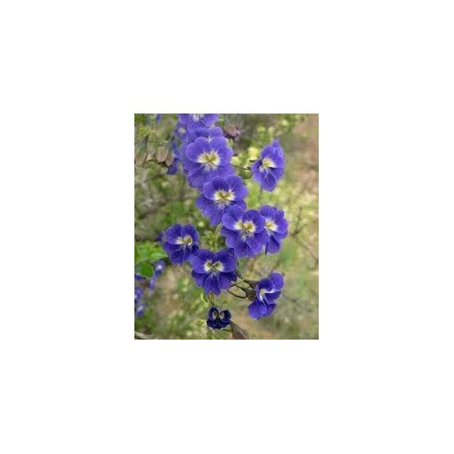 Blue Hanging Nasturtium Flower Seeds for Planting [neera-v5-70dc97b9171502f8af5d]