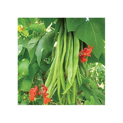 Green Runner Bean Seeds for Planting [neera-v5-70efbb23f22a23e2e394]
