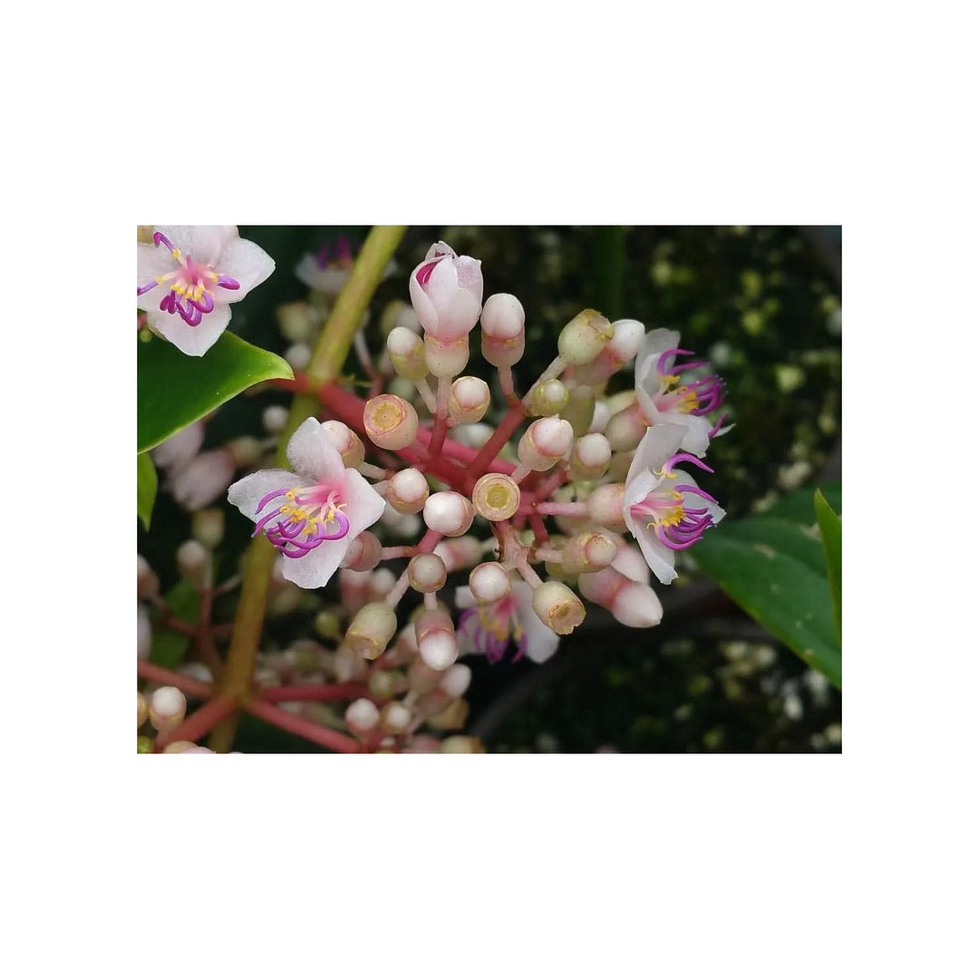 Heirloom Non Gmo Malaysian Orchid Flower Exotic Tropical Blooms Flower Seeds for Home Garden [neera-v5-70f45cb0301aaa9ba101]