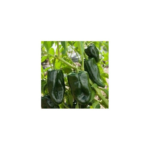 Ancho Poblano Pepper Seeds [neera-v5-70f533155e29565c09fa]