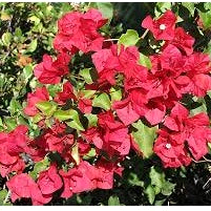 San Diego Red Bougainvillea Flower Seeds [neera-v5-70f7772ccd4e678f5278]